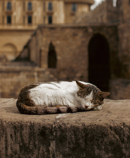 Handling Internal Dissensions