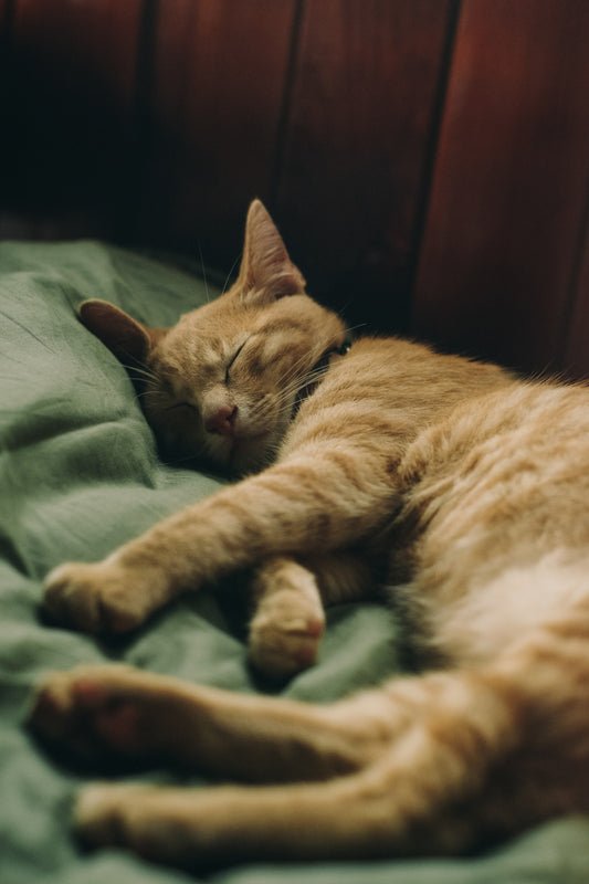 A Good Night's Sleep Is a Cure for Many Ills
