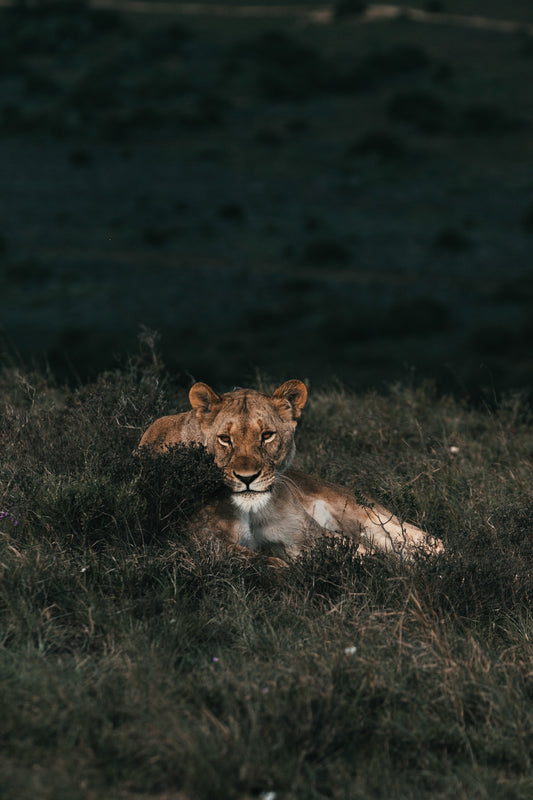 The Lioness's Milk