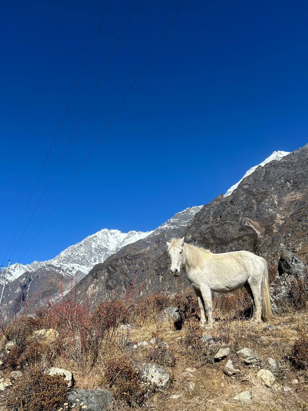 Langtang Expedition: 10 days of real mountains SAVE YOUR SPOT